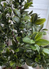 ITEM 11529GR - 16" UV TREATED BOXWOOD SPRAY