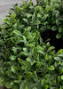 ITEM 11531GR - 5" IN DIM, 11.5" OUTSIDE DIM UV BOXWOOD CANDLERING