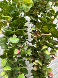 ITEM 11541  - 24" BURGUNDY GREEN HANGING EUCALYPTUS BUSH