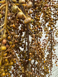 ITEM 11544 BRO - 31" BROWN ORANGE PEPPERBERRIES HANGING VINE BUSH WITH 5 STEMS