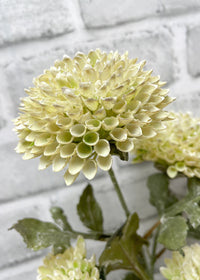 ITEM 11545 CM  - 26" CREAM SCABIOUSA SPRAY