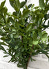 ITEM 11560  - 18.5" FRESH TOUCH TEA LEAF BUSH