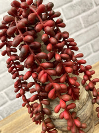 ITEM 11571 BUR - 18" FRESH TOUCH BURGUNDY JELLY BEAN SUCCULENT STEM WITH 6 VINES