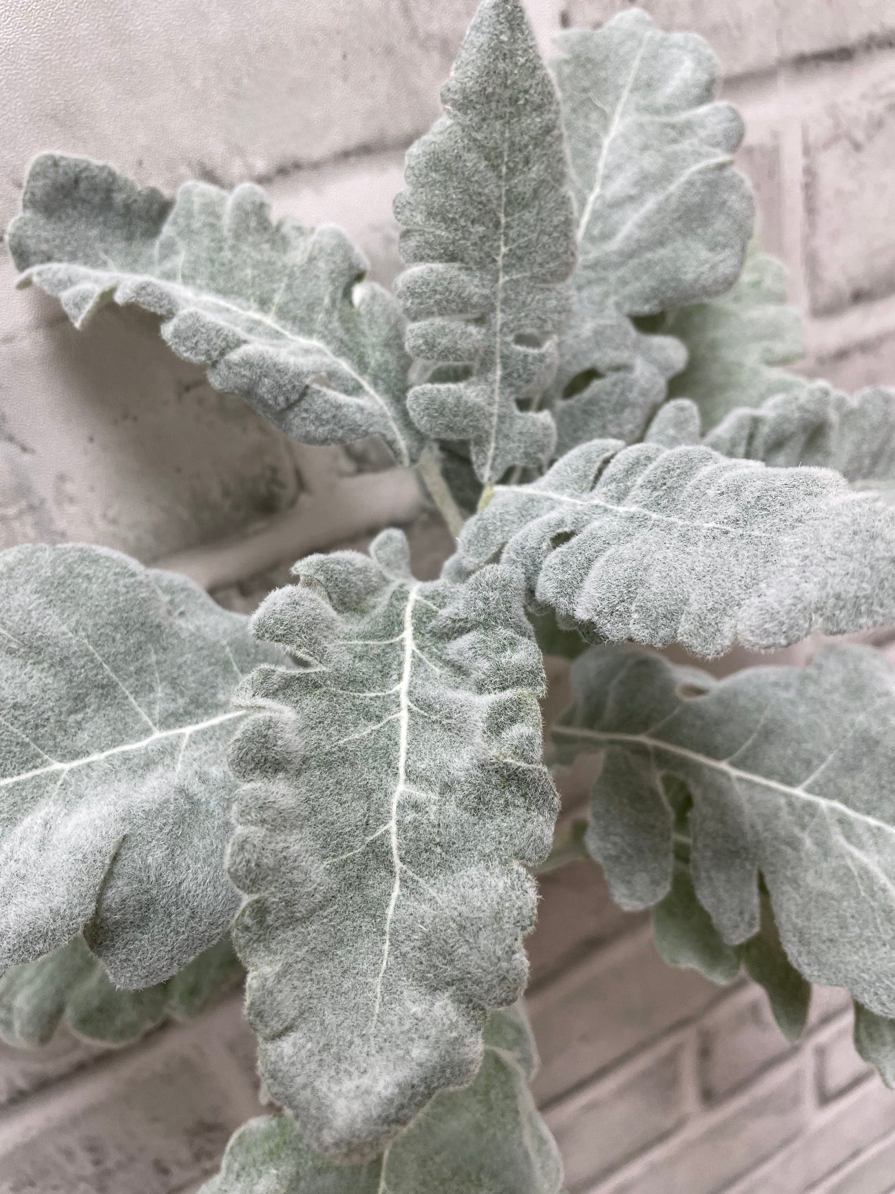 ITEM 11575 - 17" DUSTY MILLER SPRAY