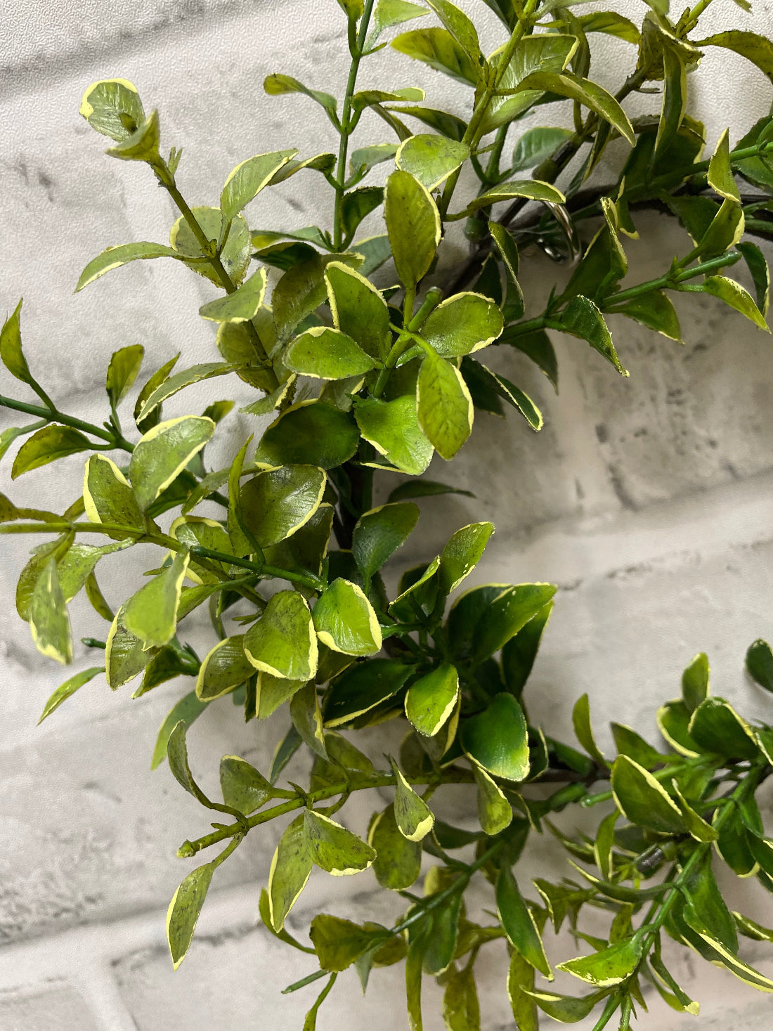 ITEM 11580 - 4" INSIDE DIM, 9" OUTSIDE DIM GOLDEN EUONYMUS CANDLE RING