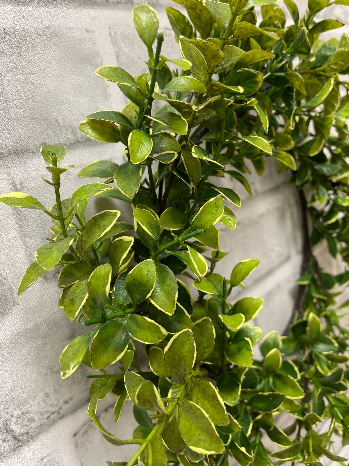 ITEM 11581 - 6.5" INSIDE DIM, 12" OUTSIDE DIM GOLDEN EUONYMUS CANDLE RING