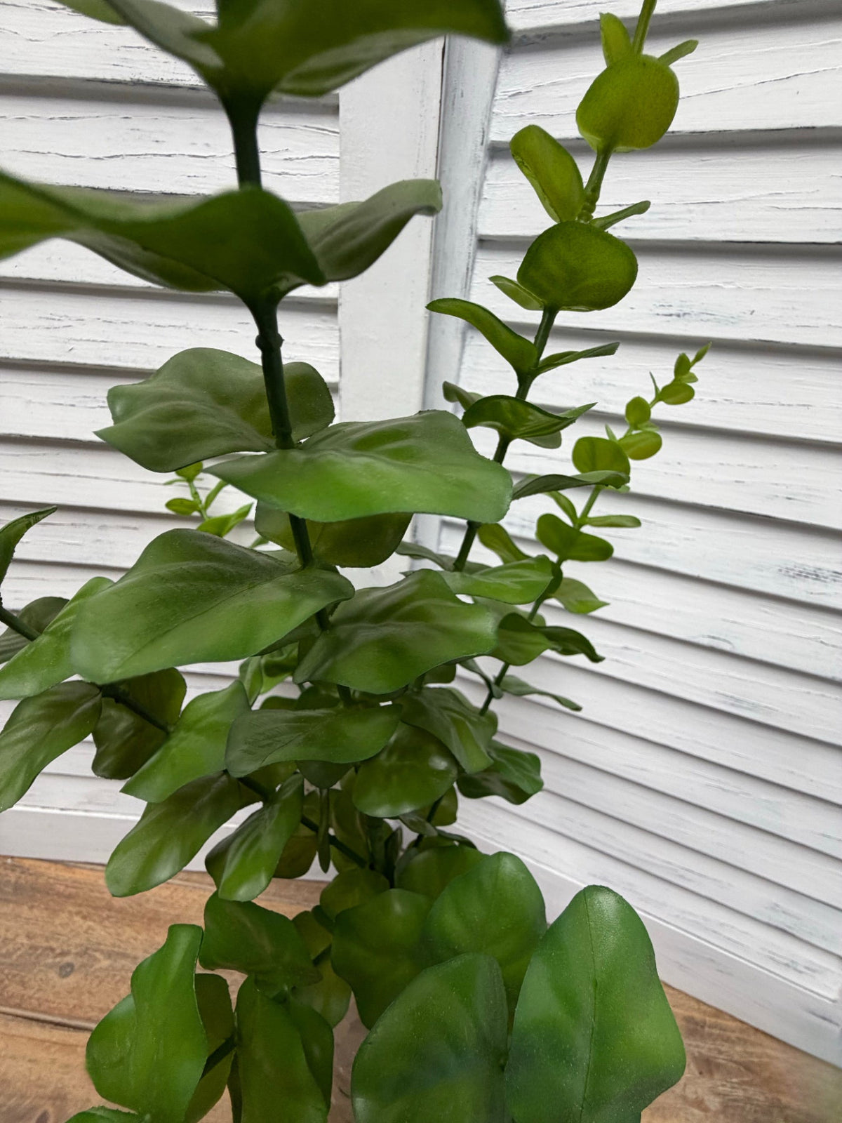 ITEM 11582 - 22.5" EUCLAYPTUS BUSH