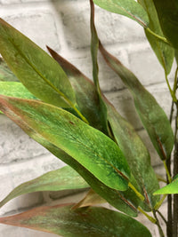 ITEM 11584 - 31" GREEN BURGUNDY  GLOBULUS EUCALYPTUS BUNDLE WITH 3 STEMS