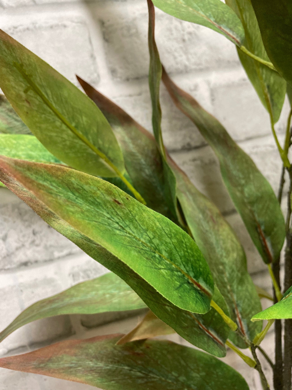 ITEM 11584 - 31" GREEN BURGUNDY  GLOBULUS EUCALYPTUS BUNDLE WITH 3 STEMS