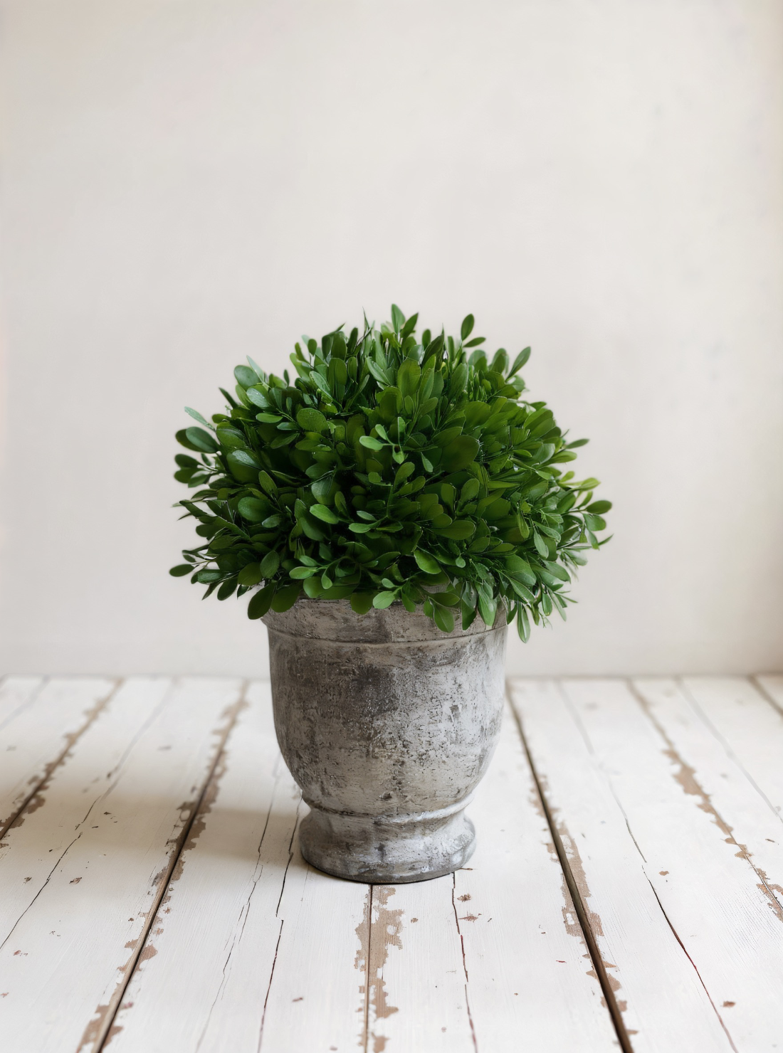 ITEM 11590 - 11"H BOXWOOD IN CEMENT POT