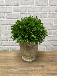 ITEM 11590 - 11"H BOXWOOD IN CEMENT POT