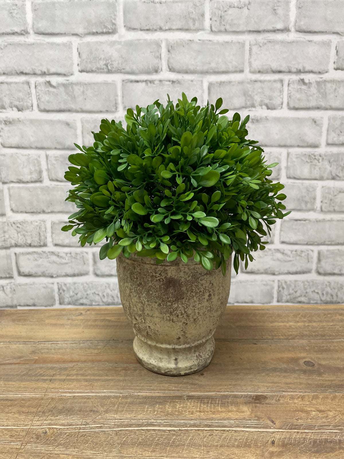 ITEM 11590 - 11"H BOXWOOD IN CEMENT POT