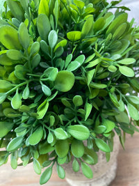 ITEM 11590 - 11"H BOXWOOD IN CEMENT POT