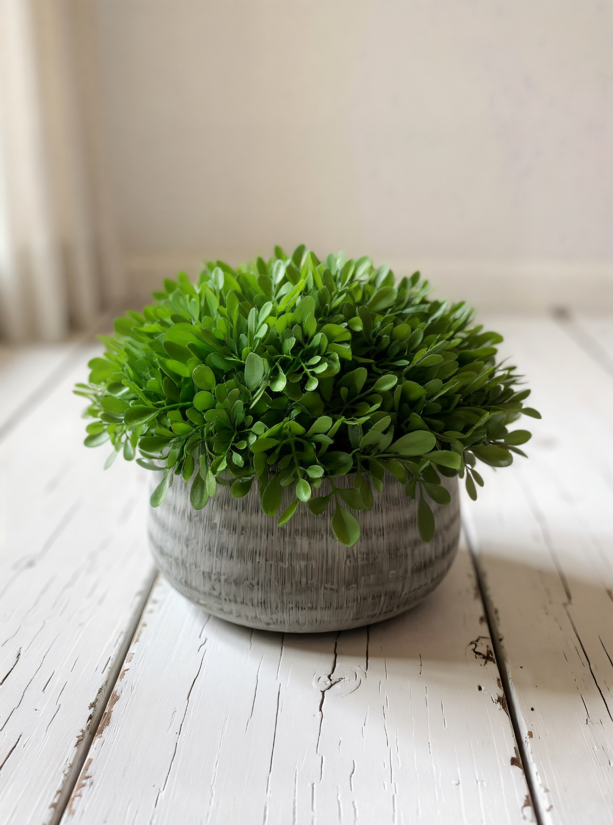 ITEM 11591 - 8"H BOXWOOD IN CEMENT POT