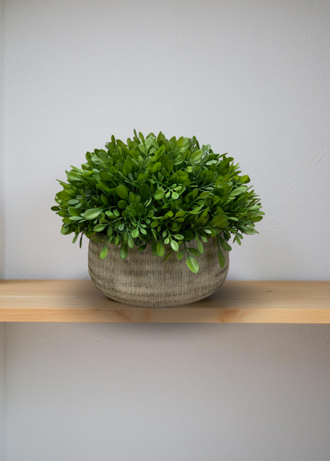 ITEM 11591 - 8"H BOXWOOD IN CEMENT POT