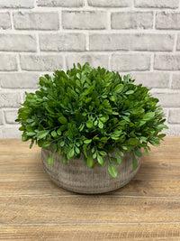 ITEM 11591 - 8"H BOXWOOD IN CEMENT POT