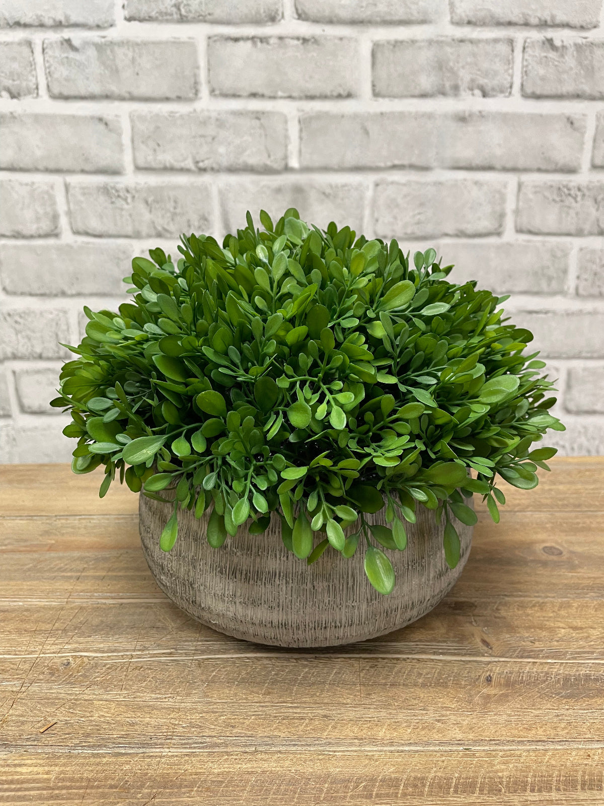 ITEM 11591 - 8"H BOXWOOD IN CEMENT POT