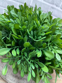 ITEM 11591 - 8"H BOXWOOD IN CEMENT POT