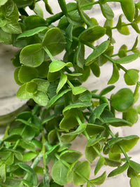 ITEM 11596 GR - 4" INSIDE DIM, 13" OUTSIDE DIM GREEN EUCALYPTUS CANDLE RING/WREATH