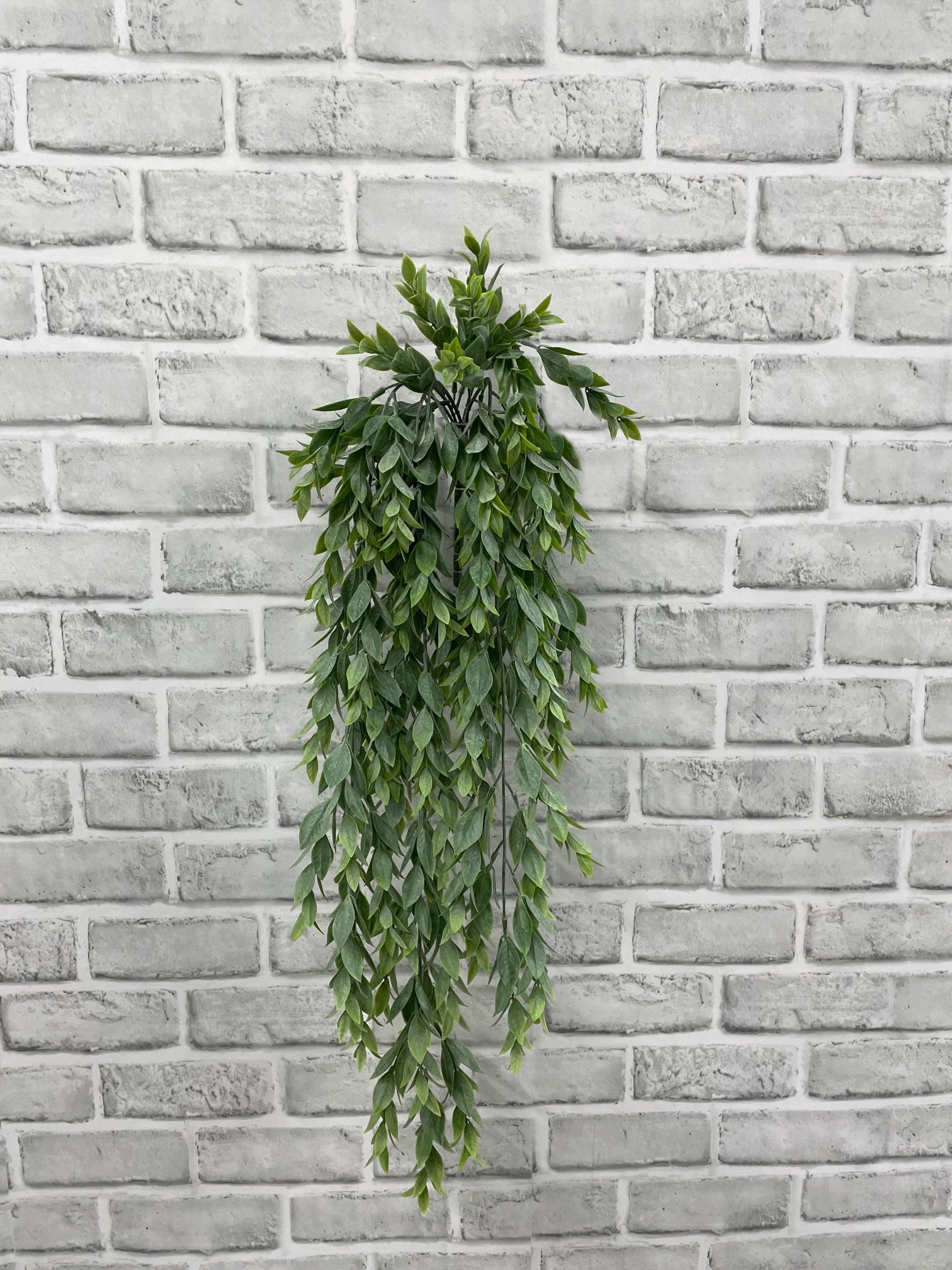 ITEM 11604 - 31" RUSCUS HANGING BUSH