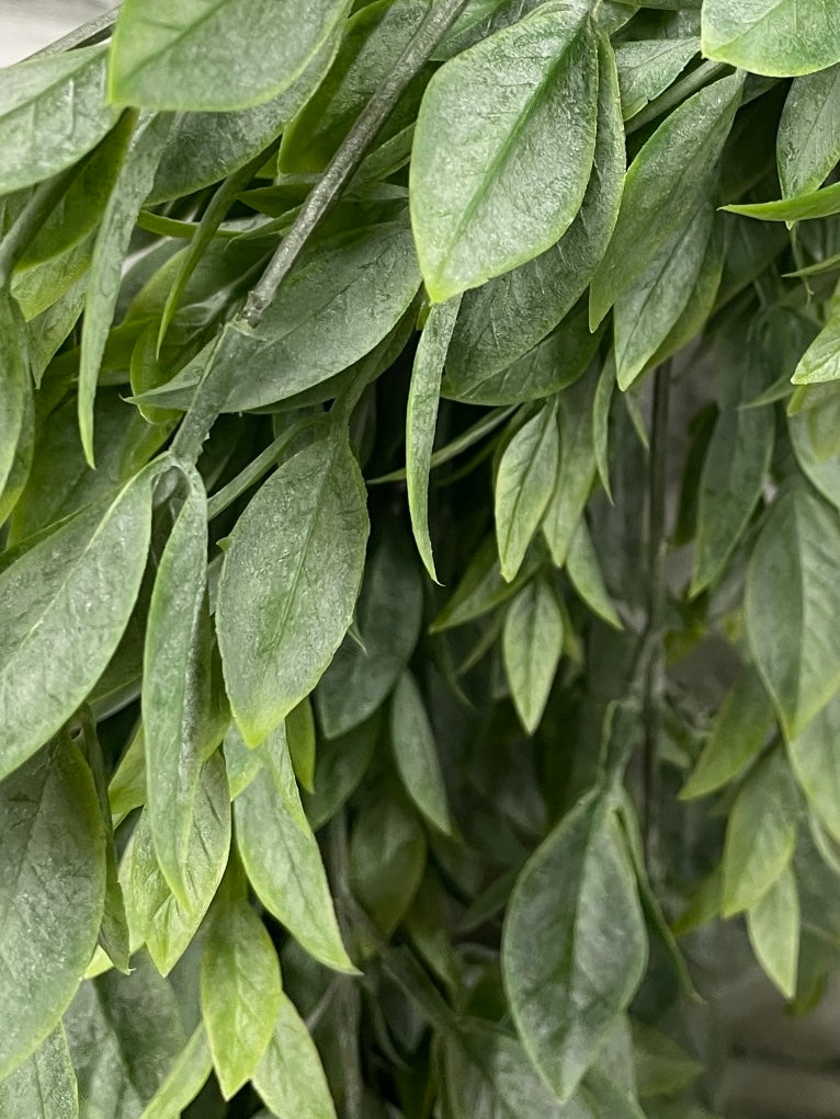 ITEM 11604 - 31" RUSCUS HANGING BUSH