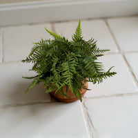 ITEM 11621 - 18" FRESH TOUCH DWARF TREE FERN BUSH