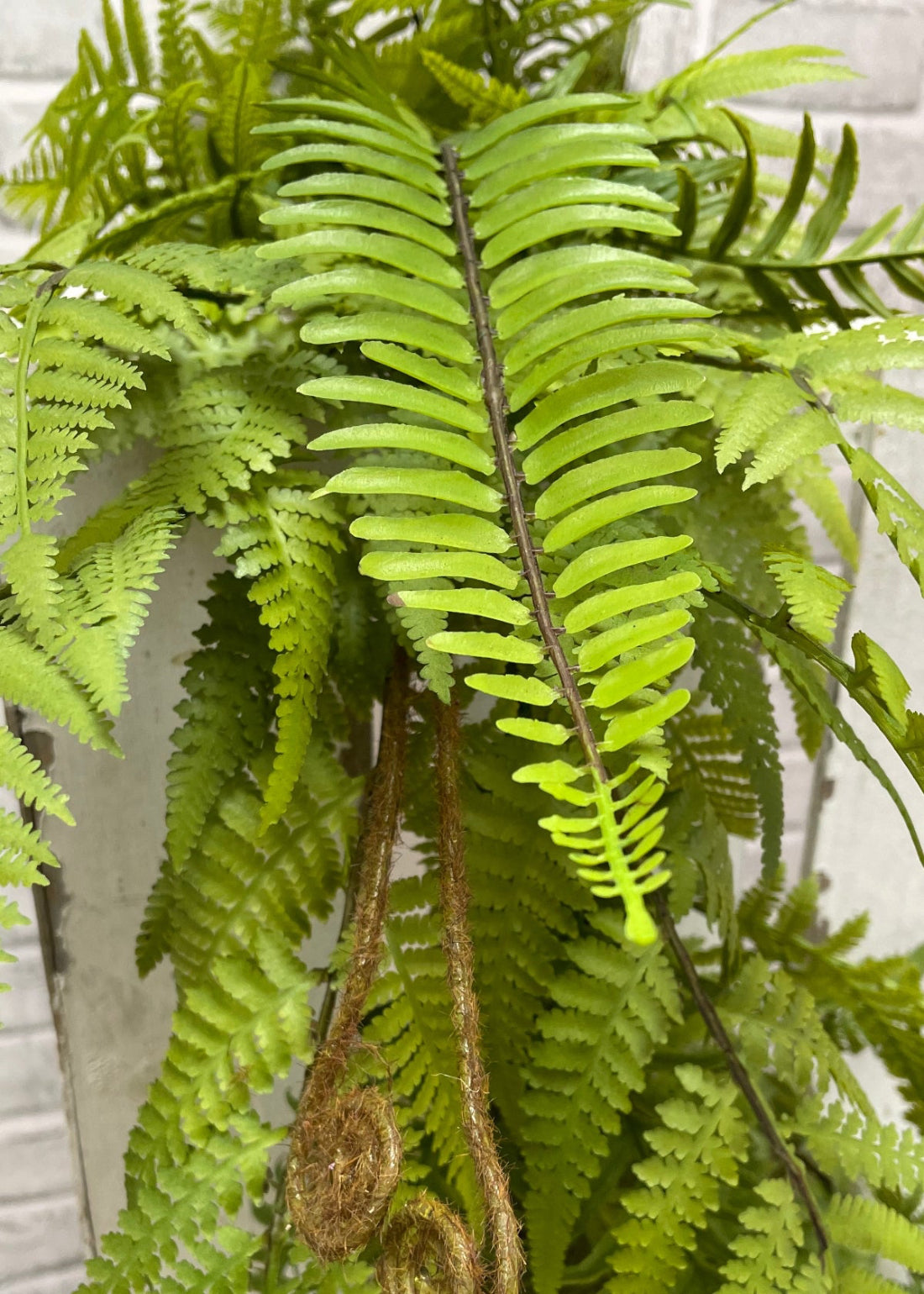 ITEM 11628 - 24" FRESH TOUCH LACY FERN & BOSTON SWORD FERN MIXED TEAR DROP