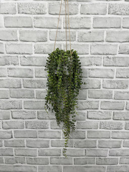 ITEM 11656 - 36" LONG FROM THE START OF THE HANGING ROPE, 20" FROM THE TOP OF THE PLANT FRESH TOUCH JADE NECKLACE IN HANGING CERAMIC POT