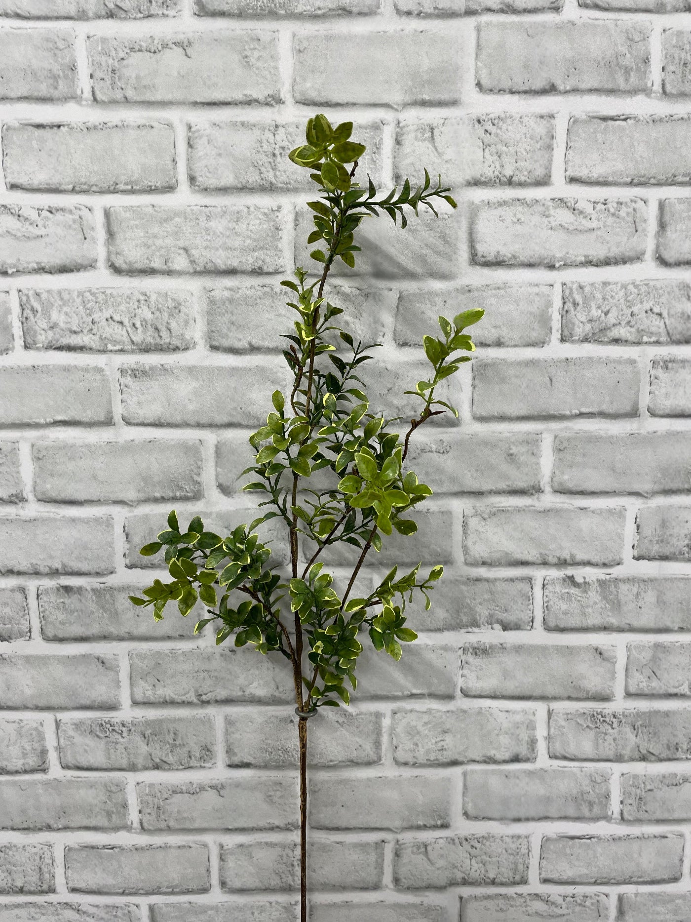 ITEM 11657 - 38" EUONYMOUS SPRAY