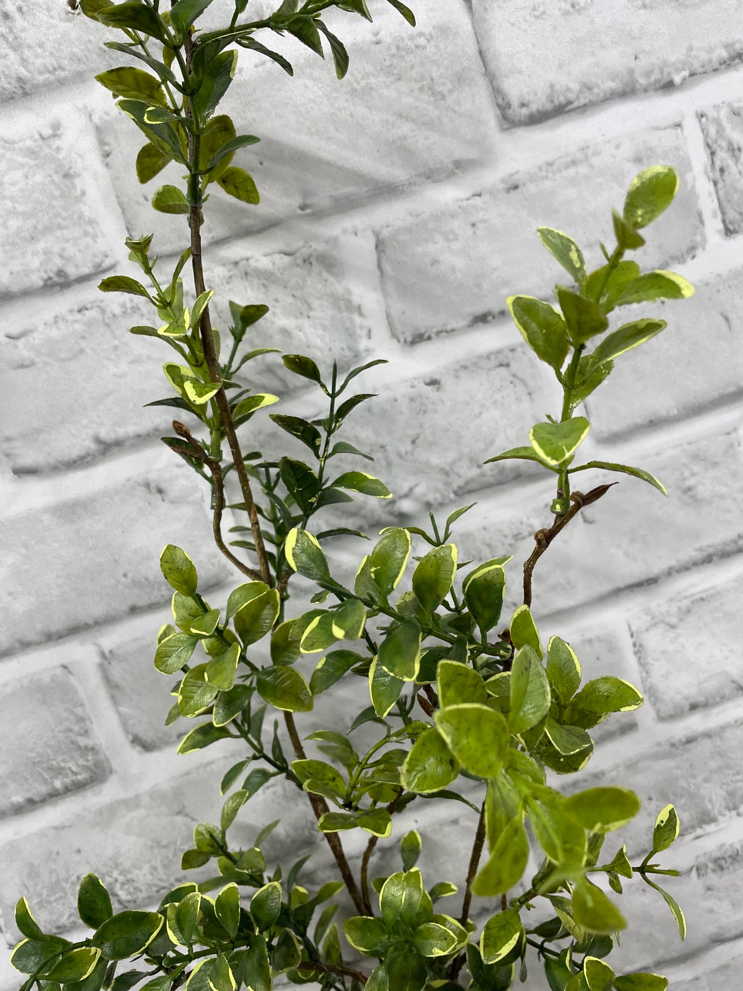 ITEM 11657 - 38" EUONYMOUS SPRAY