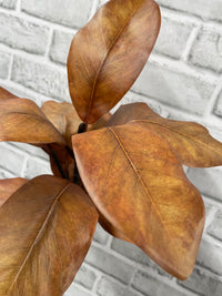 ITEM 11664 FALL - 21.5" FALL BROWN MAGNOLIA SPRAY WITH 10 LEAVES