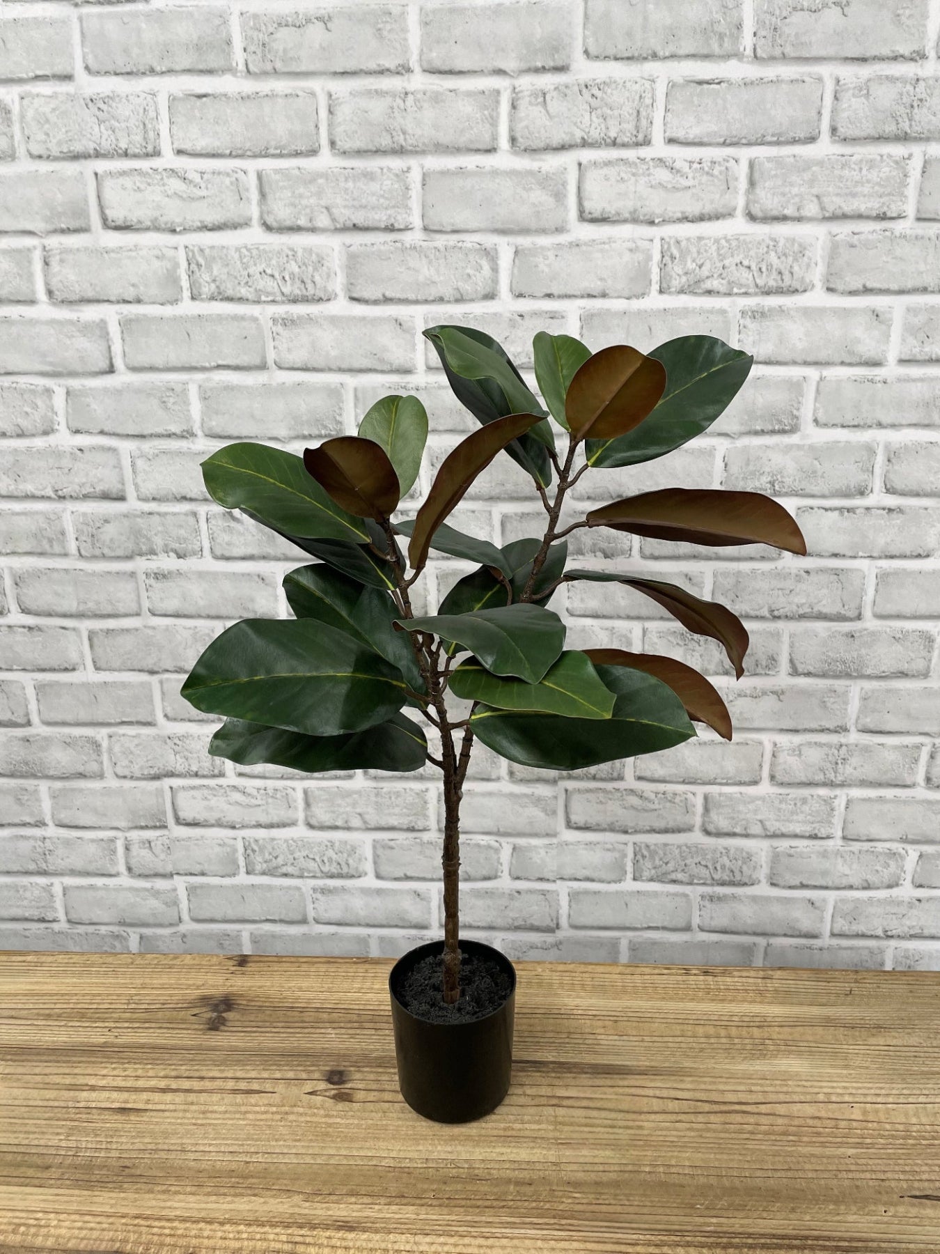 ITEM 11665 - 24"H GREEN MAGNOLIA TREE WITH 21 LEAVES POTTE IN A BLACK PLASTIC POT