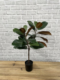 ITEM 11665 - 24"H GREEN MAGNOLIA TREE WITH 21 LEAVES POTTE IN A BLACK PLASTIC POT