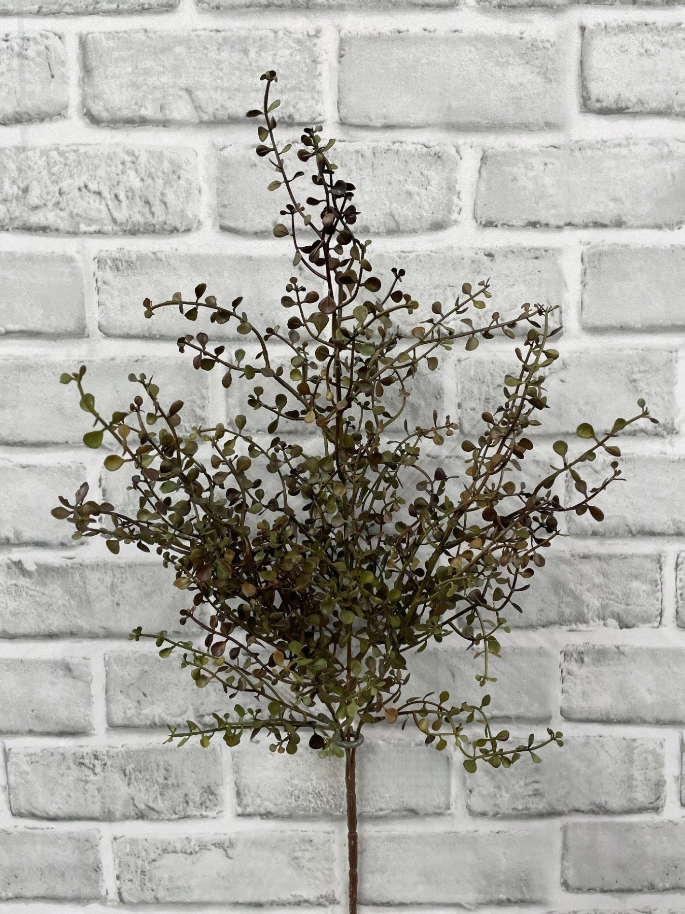 ITEM 11691 BURGR - 20" BURGUNDY GREEN BABY TEARS BUSH