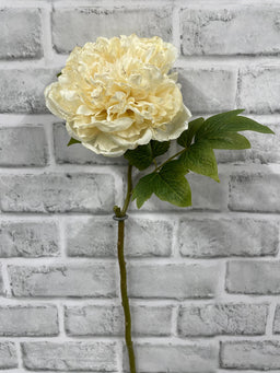 ITEM 11703 CM - 19.5" CREAM DRIED LOOK OPEN BRITISH PEONY STEM