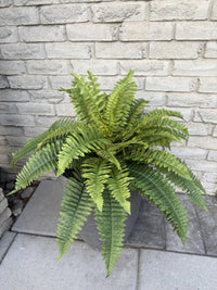 ITEM 11710 - 24" BOSTON FERN WITH 36 LEAVES ( UV PROTECTION )