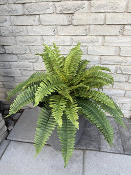 ITEM 11710 - 24" BOSTON FERN WITH 36 LEAVES ( UV PROTECTION )