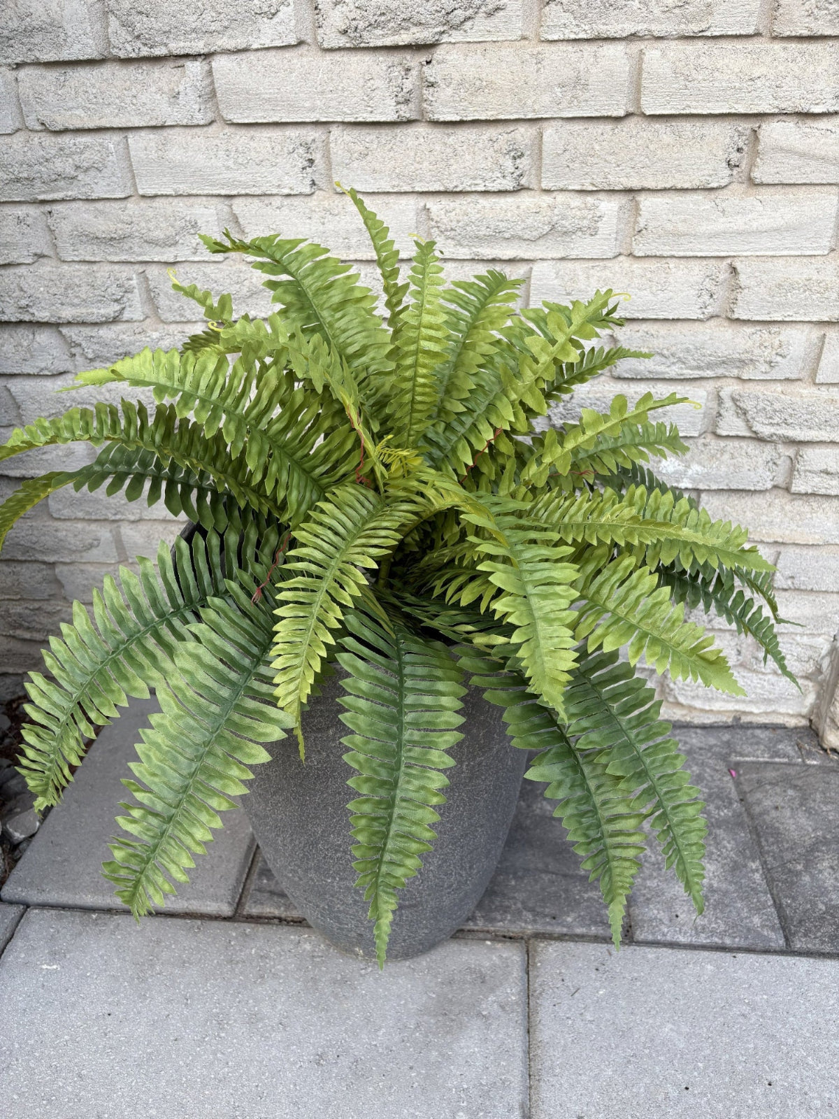 ITEM 11711 - 24" BOSTON FERN BUSH WITH 72 LEAVES ( UV PROTECTION )