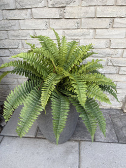 ITEM 11711 - 24" BOSTON FERN BUSH WITH 72 LEAVES ( UV PROTECTION )