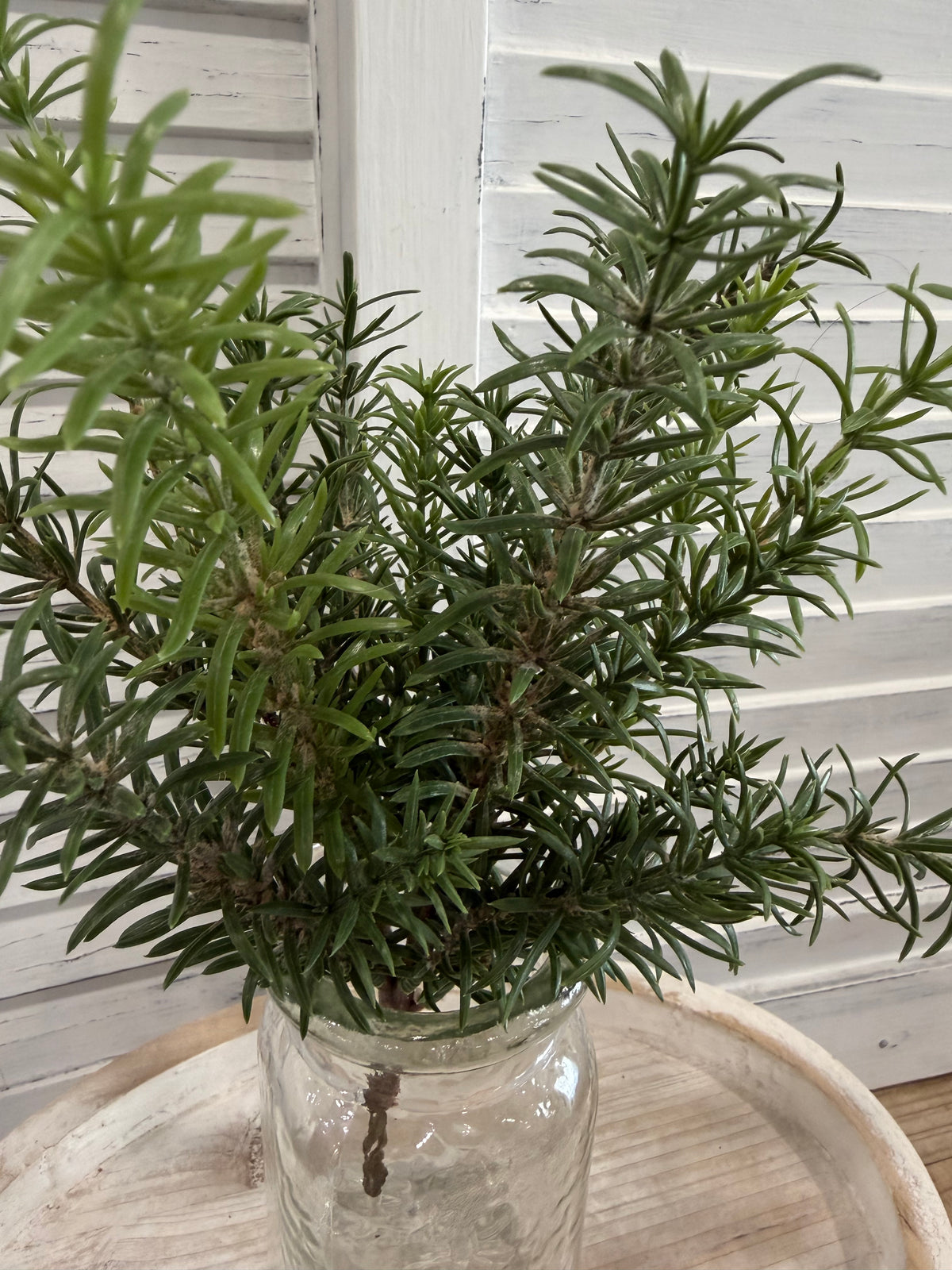 ITEM 11722 - 13" ROSEMARY BUSH