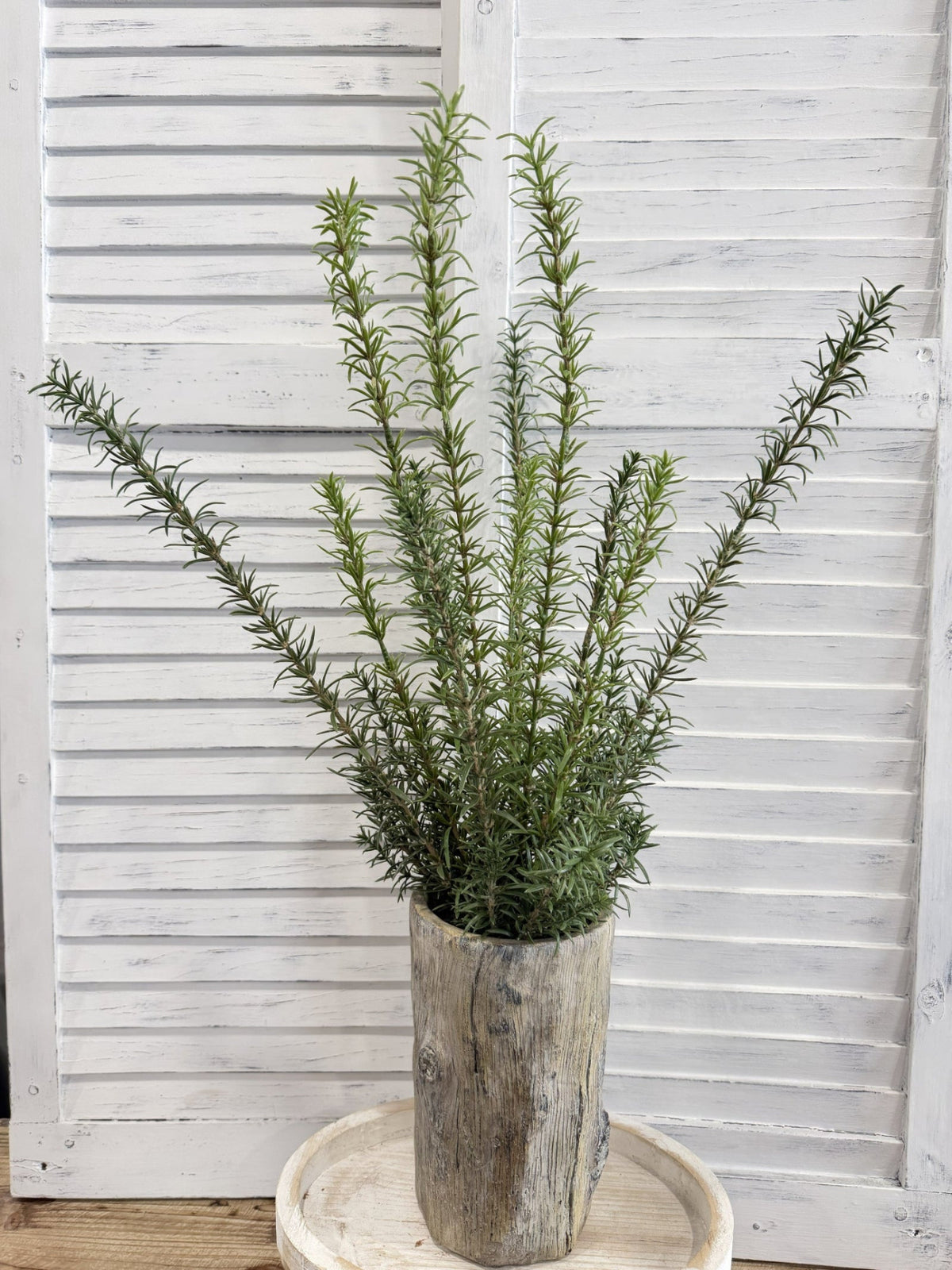 ITEM 11723 - 26" ROSEMARY BUSH