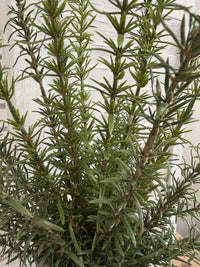 ITEM 11723 - 26" ROSEMARY BUSH