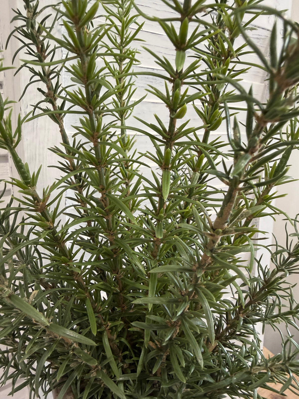ITEM 11723 - 26" ROSEMARY BUSH