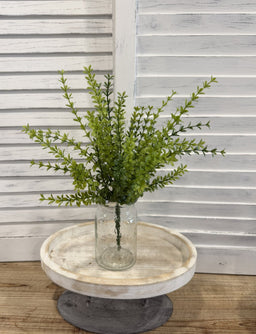 ITEM 11725 - 15" JAPANESE BOXWOOD BUSH