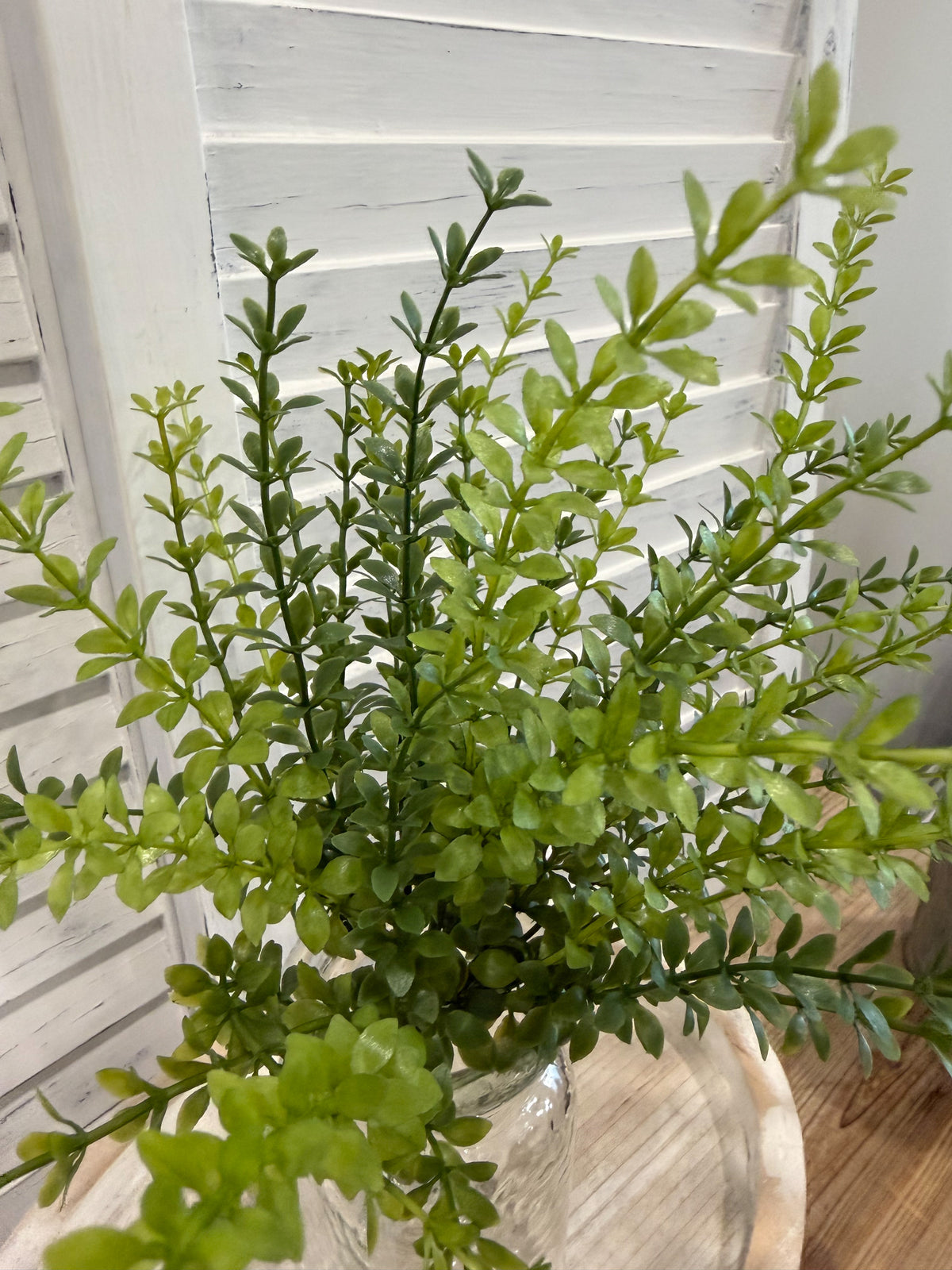 ITEM 11725 - 15" JAPANESE BOXWOOD BUSH