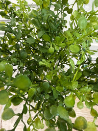ITEM 11727 - 12" GREEN BABY TEARS BUSH