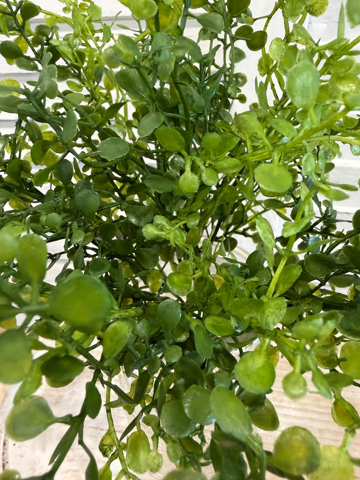 ITEM 11727 - 12" GREEN BABY TEARS BUSH
