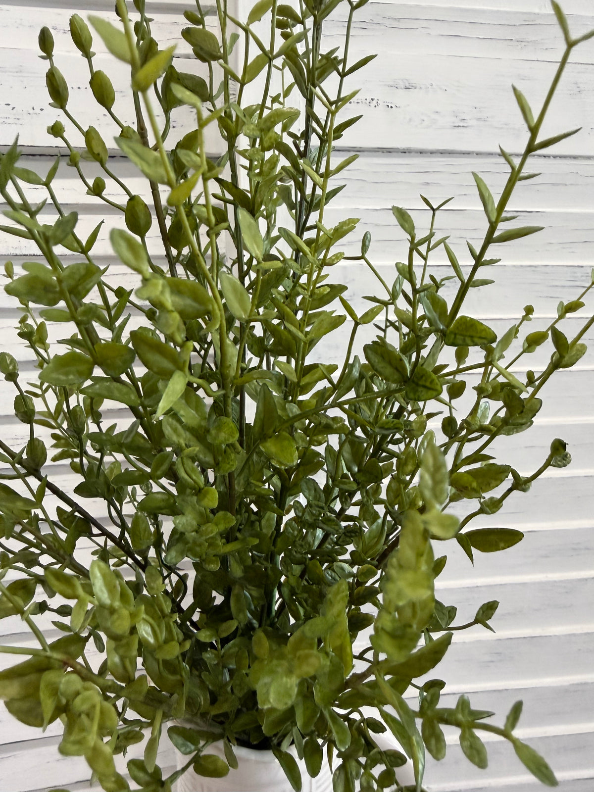 ITEM 11729 - 22" GREEN BOXWOOD BUSH