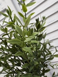 ITEM 11733 - 23.5" FRESH TOUCH WILLOW LEAF SPRAY BUNDLE - 3 PIECES PER BUNDLE