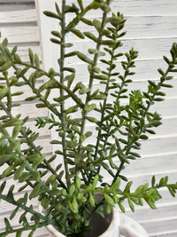 ITEM 11735 - 19" SEEDUM BUSH